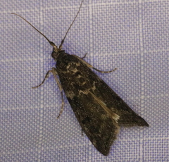 Pyla fusca