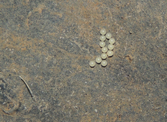 Cyanopepla scintillans