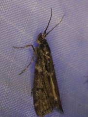 Pyla fusca