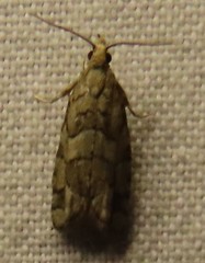 Epinotia subviridis