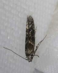 Coleotechnites blastovora