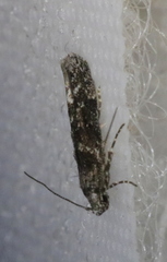 Coleotechnites blastovora