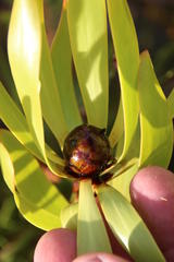 Leucadendron microcephalum