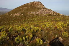 Leucadendron microcephalum