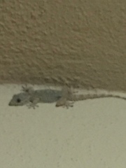 Tarentola mauritanica