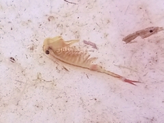 Eubranchipus vernalis