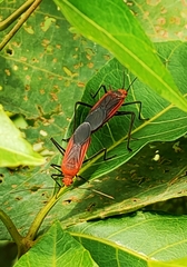 Leptocoris rufomarginatus