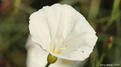 Calystegia longipes