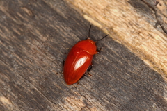 Iphiclus simplex