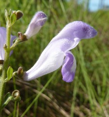 Scutellaria arenicola