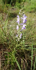Scutellaria arenicola