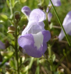 Scutellaria arenicola