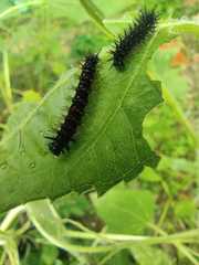 Lepidoptera