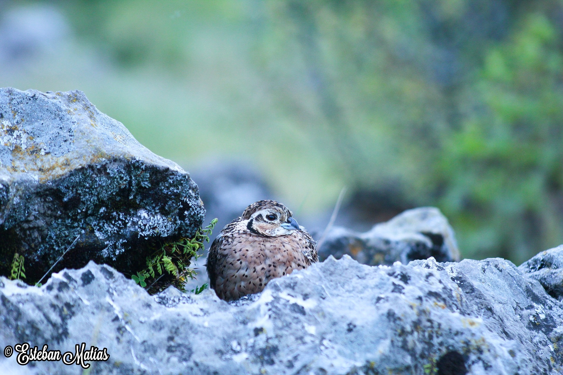 Ocellated Quail (Cyrtonyx ocellatus), photo 2