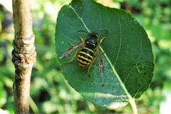Dolichovespula alpicola