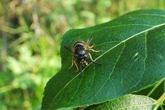 Dolichovespula alpicola