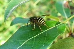 Dolichovespula alpicola