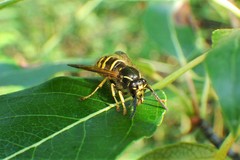 Dolichovespula alpicola