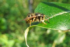 Dolichovespula alpicola