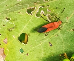 Leptocoris abdominalis