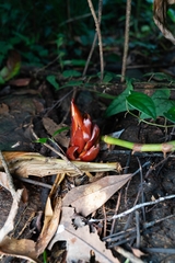 Zingiber oligophyllum