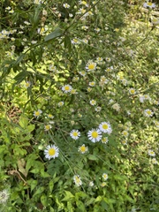 Erigeron annuus