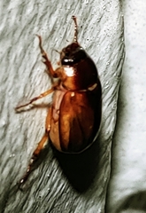 Phyllophaga bruneri