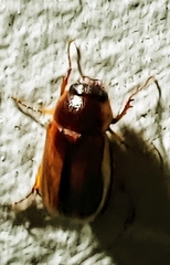 Phyllophaga bruneri