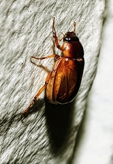 Phyllophaga bruneri