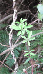Ipomoea cairica cairica
