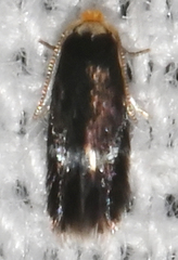 Stigmella myricafoliella