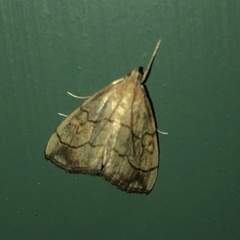 Evergestis pallidata