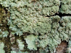 Punctelia appalachensis