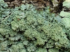 Punctelia appalachensis