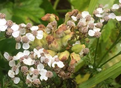 Aceria kiefferi