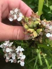 Aceria kiefferi