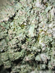 Punctelia appalachensis