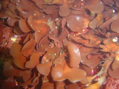 Rhodymenia obtusa