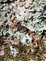 Punctelia appalachensis