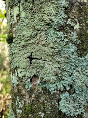 Punctelia appalachensis