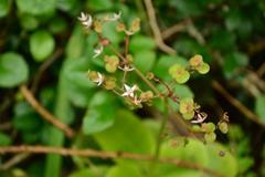 Crassula multicava multicava