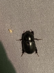 Euetheola