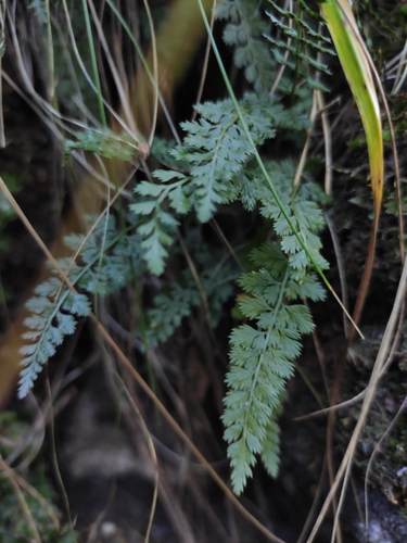 Image of Asplenium altajense by (c) Юлия, some rights reserved (CC BY)