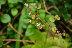 Crassula multicava multicava