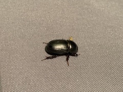 Euetheola