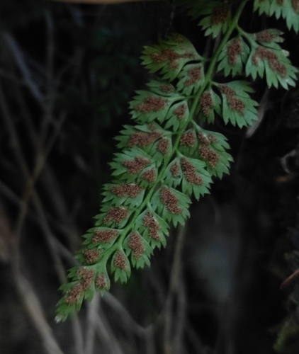 Image of Altaian spleenwort by (c) Юлия, some rights reserved (CC BY)