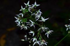 Crassula multicava multicava