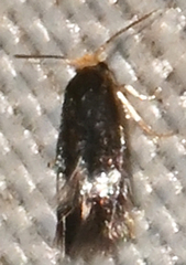 Stigmella myricafoliella