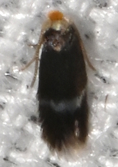 Stigmella myricafoliella
