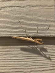 Mantis religiosa
